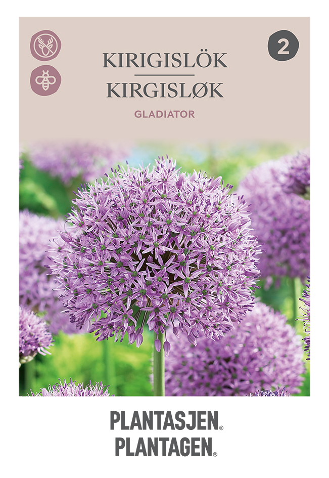 Allium 'Gladiator'