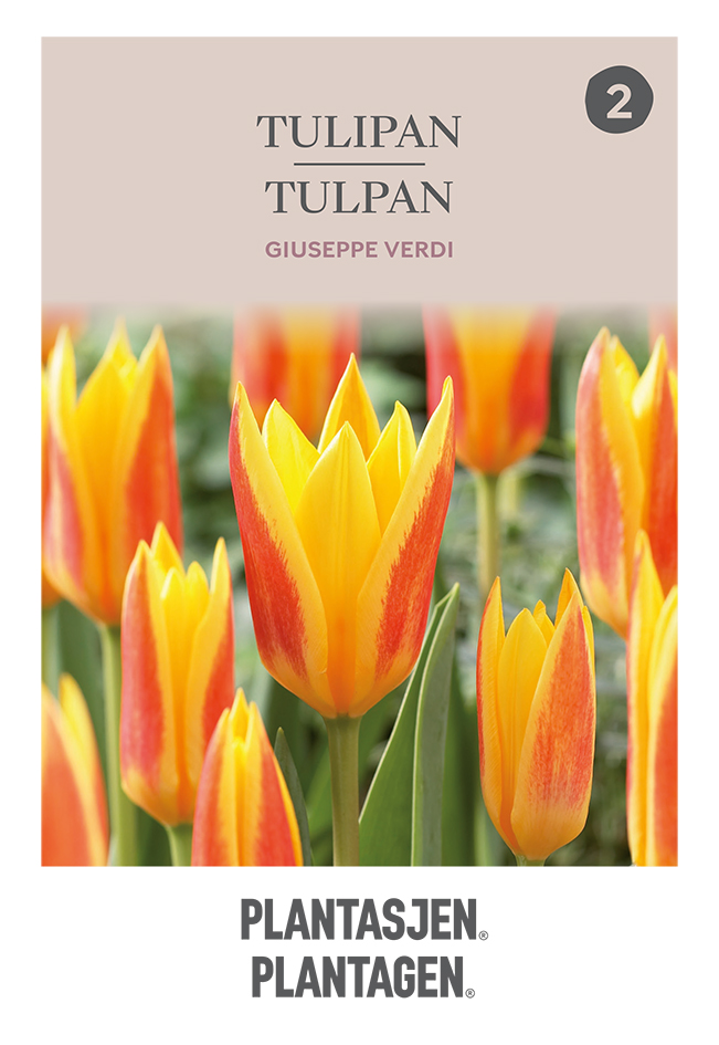 Näckrostulpan 'Giuseppe Verdi' - 6 st