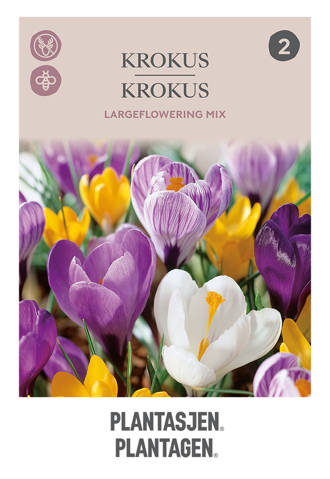 Crocus Largeflowering Mix 8/9