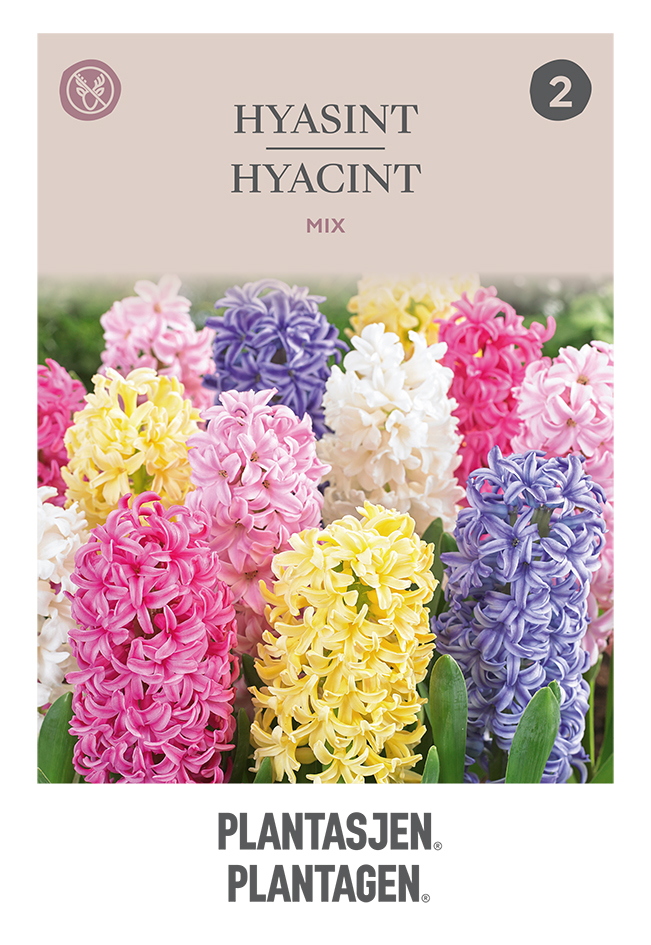 Hyacint mix