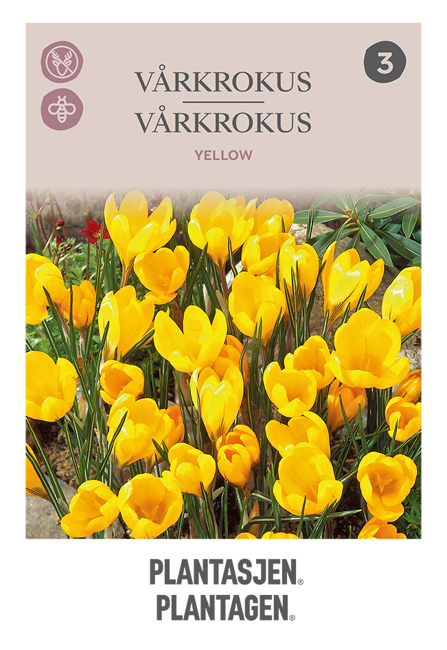 Vårkrokus