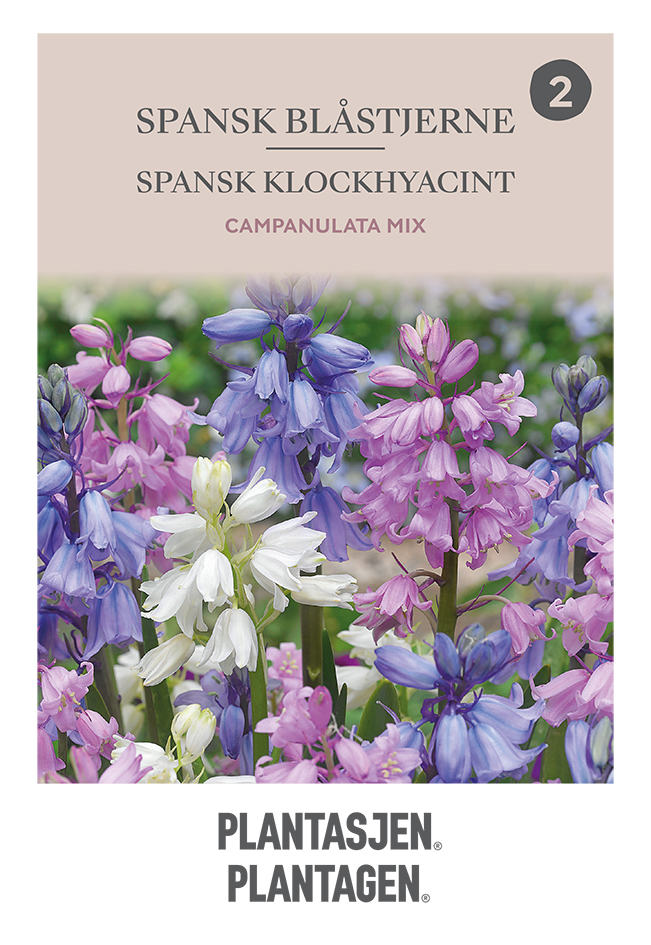 Spansk klockhyacint mix