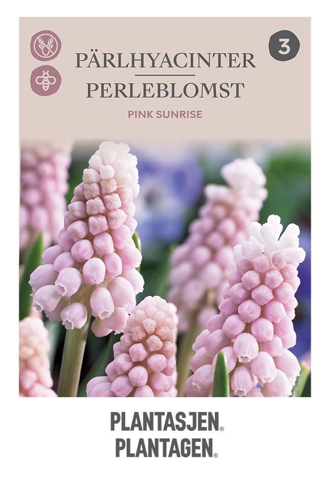 Pärlhyacint 'Pink Sunrise'