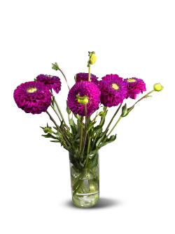 Dahlia 5-pack