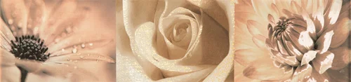 L-Maxima-brown-2