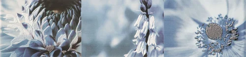 L-Maxima-blue-2