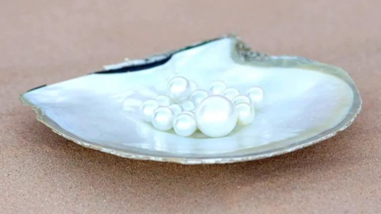 Parelsoorten: Akoya, Thahiti en Zuidzeeparels