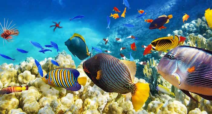 Ratgeber: Steine für das Aquarium sammeln