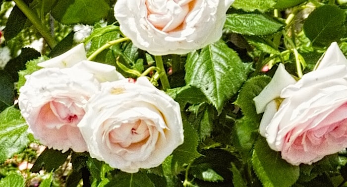 Ratgeber Garten: Rosen vor Kälte schützen – so geht das!