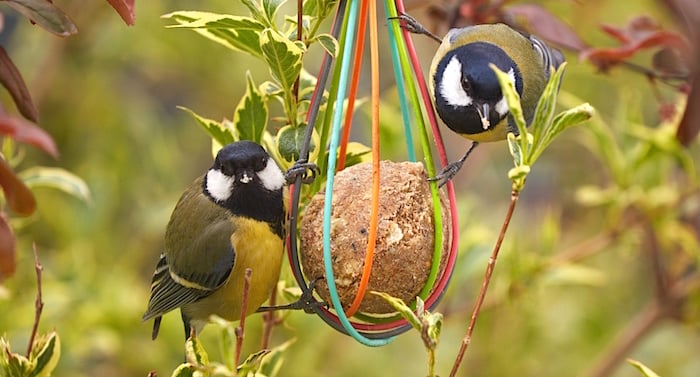Ratgeber Garten: Vögel im Sommer füttern – ja oder nein?