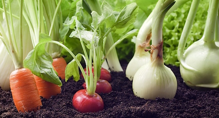 Ratgeber Garten: Wasser aus der Natur – darf man das?