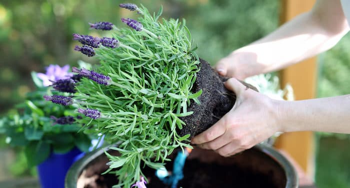 Ratgeber Garten: Lavendel pflegen – so geht das!