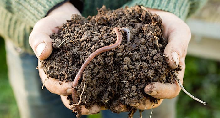 Ratgeber Garten: Regenwürmer züchten – so geht das!