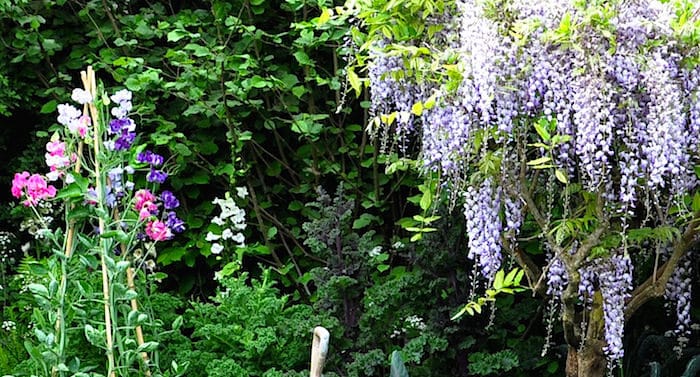 Garten Ratgeber: Blauregen pflanzen – so geht das!