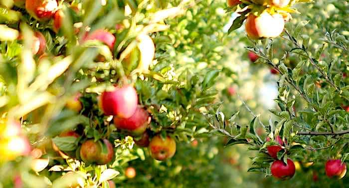 Ratgeber Garten: Äste von Apfelbäumen abstützen