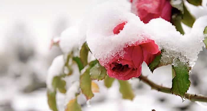 Ratgeber Garten: Winterschutz für Rosen – so geht das!