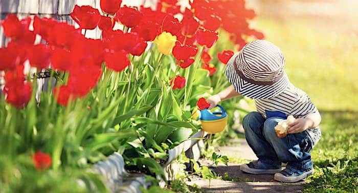 Ratgeber Garten: Verblühte Zwiebelblumen pflegen – so geht das!