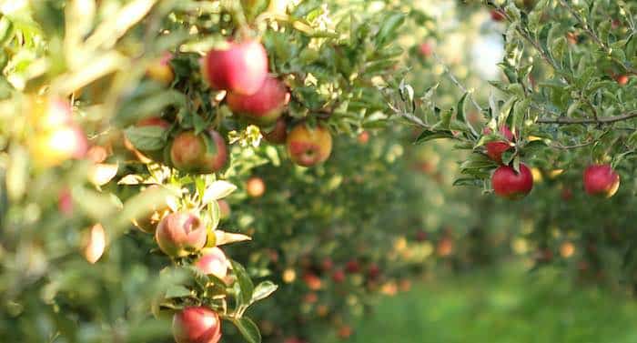 Ratgeber Garten: Obstbaumkrebs behandeln – so geht das!