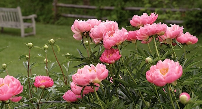 Ratgeber Garten: Pfingstrosen umpflanzen – so geht das!