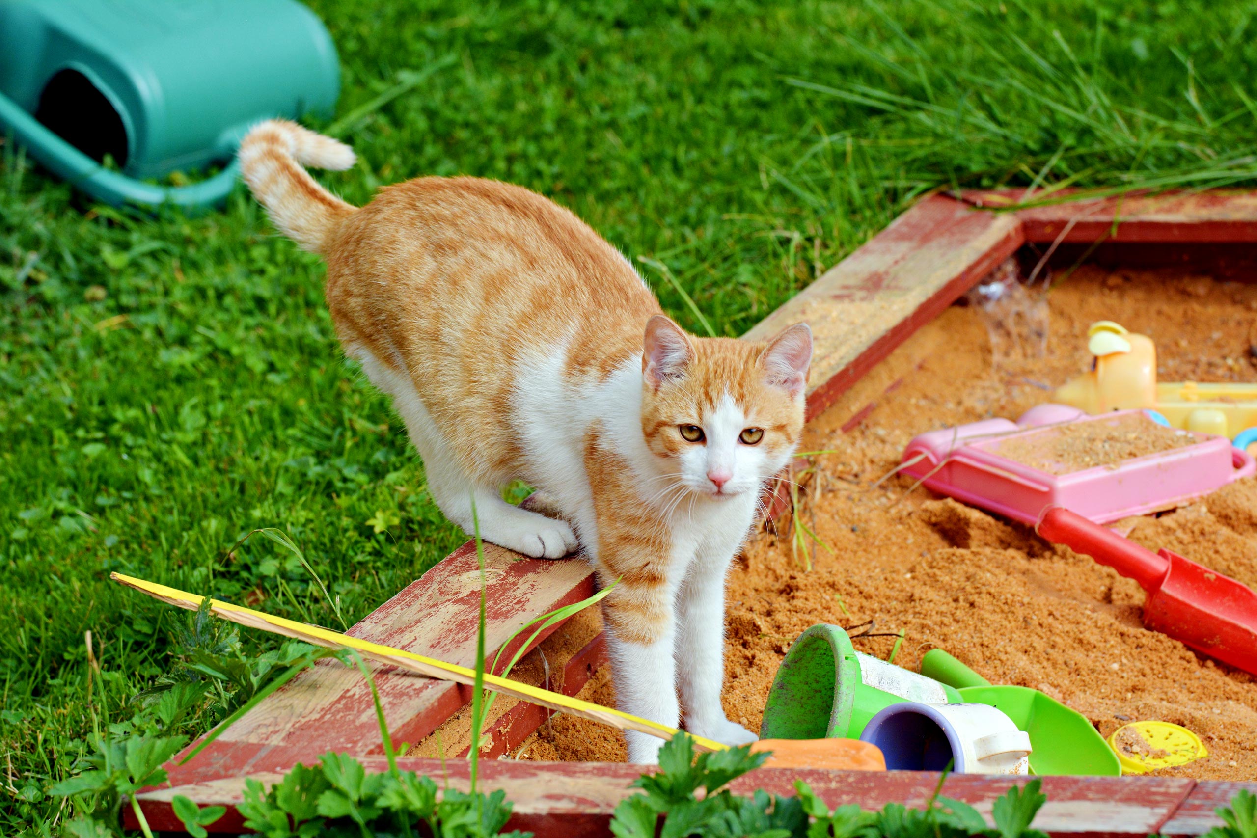 Katzen vom Sandkasten fernhalten: Das hilft gegen Katzenkot