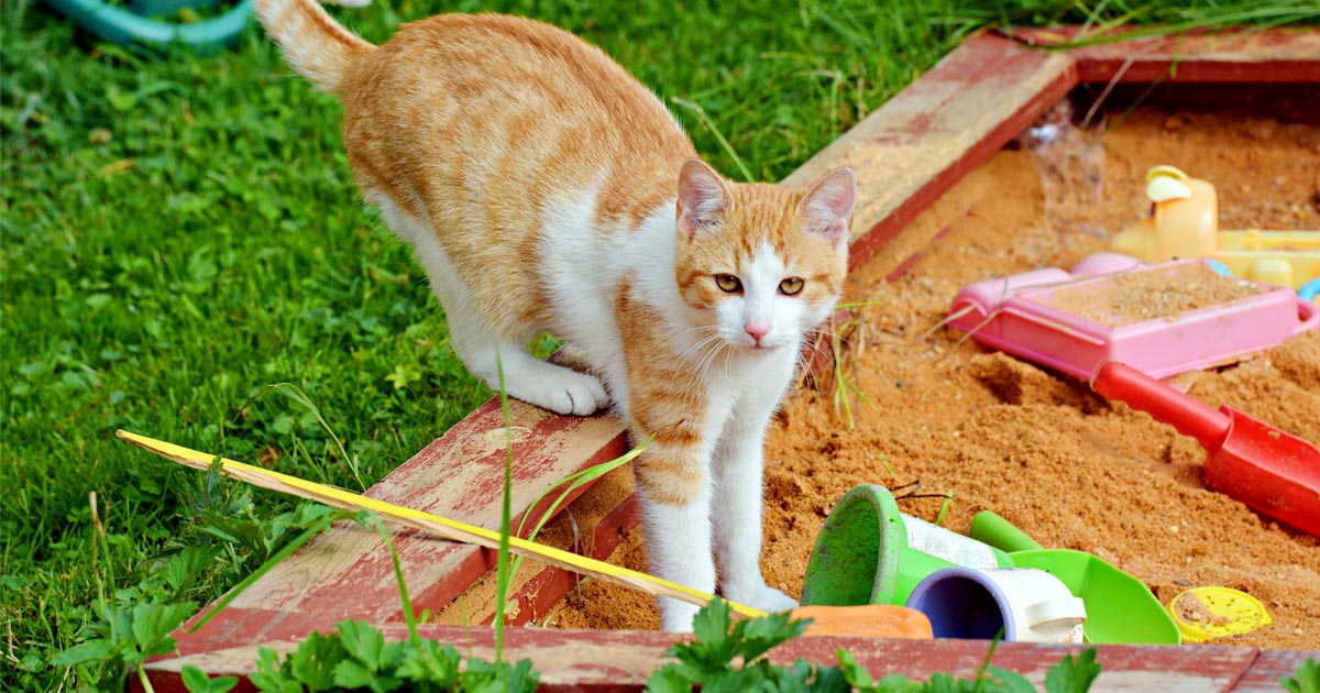 Katzen vom Sandkasten fernhalten Das hilft gegen Katzenkot Quarzsand